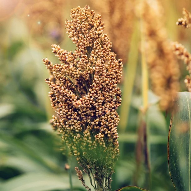 Sorghum grain head